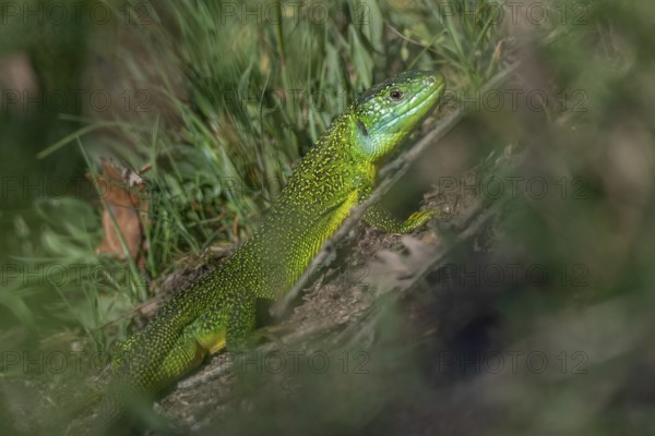 Green lizard (Lacerta bilineata) warming itself in the sun in spring. Bas Rhin, Alsace, France, Europe