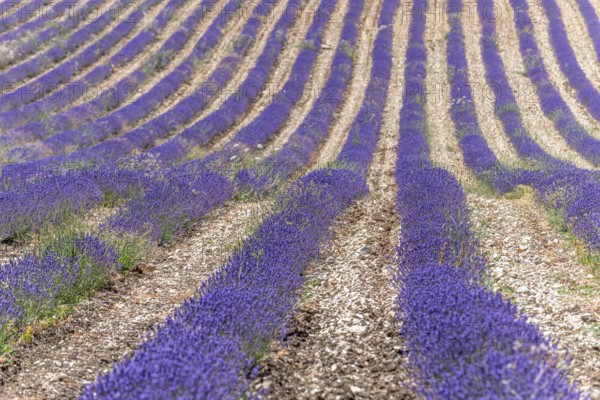 Lavender fields (Lavandula) listed in the inventory of intangible cultural heritage in France. Sault, Ventoux South, Carpentras, Vaucluse, Provence Alpes Cote d'Azur, France, Europe