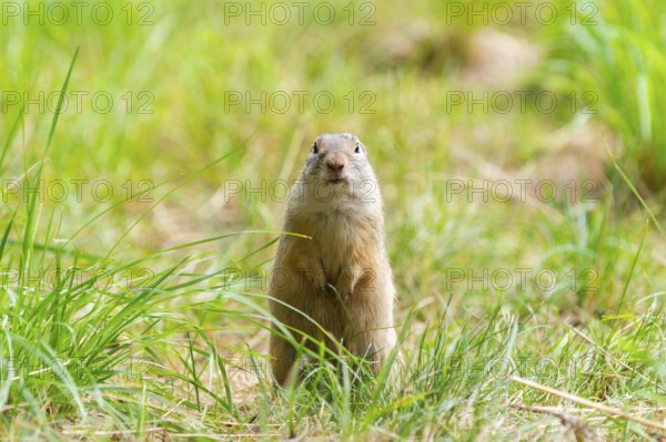 European ground squirrel (Spermophilus citellus) on a meadwo, Bavaria, Germany, Europe