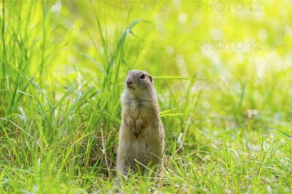 European ground squirrel (Spermophilus citellus) on a meadwo, Bavaria, Germany, Europe