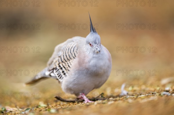 Crested pigeon (Ocyphaps lophotes) walking on a meadow, Bavaria, Germany, Europe