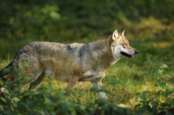Wolf runs dynamically through green forest with an attentive gaze, Eurasian wolf (Canis lupus lupus), Bavarian Forest National Park