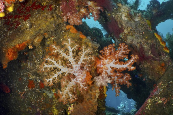 Colourful Klunzinger's tree coral (Dendronephthya klunzingeri) in a wreck, dive site wreck of the USAT Liberty, Tulamben, Bali, Indonesia, Asia