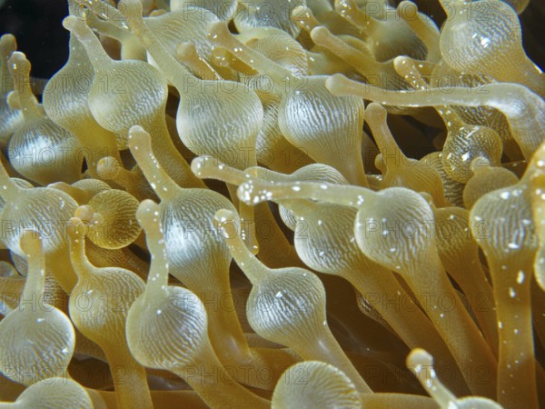 Close-up of the tentacles of a bubble anemone (Entacmaea quadricolor), dive site Toyapakeh, Nusa Ceningan, Nusa Penida, Bali, Indonesia, Asia