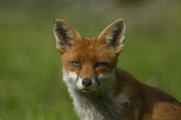 Red fox (Vulpes vulpes) adult animal head portrait, England, United Kingdom, Europe