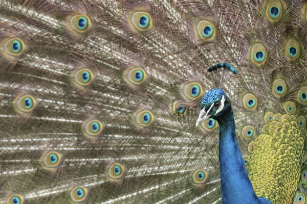 Indian peafowl or Peacock (Pavo cristatus) adult male bird displaying showing its tail feathers, England, United Kingdom, Europe