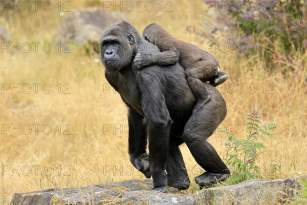 Western gorilla (Gorilla gorilla), adult, female, carrying, juvenile, on back