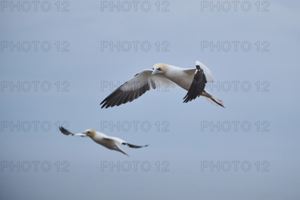 Northern gannets (Morus bassanus) flying over the sea, wildlife, Heligoland, Germany, Europe