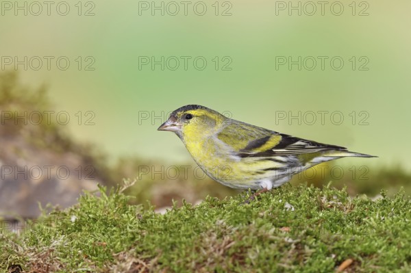 Siskin (Carduelis spinus), male sitting on moss, mossy ground, Wilnsdorf, North Rhine-Westphalia, Germany, Europe