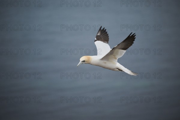 Northern gannet (Morus bassanus) flying over the sea, wildlife, Heligoland, Germany, Europe