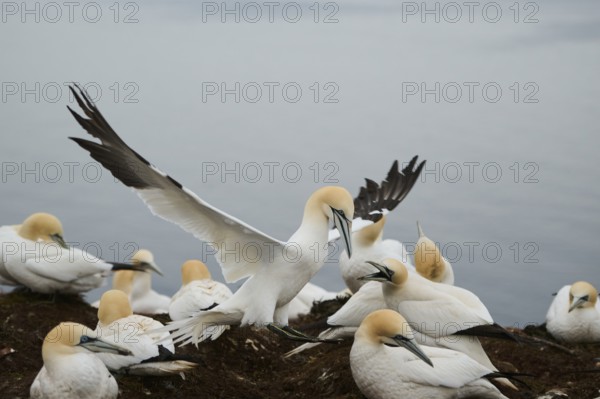 Northern gannet (Morus bassanus) lands in the colony, wildlife, Heligoland, Germany, Europe