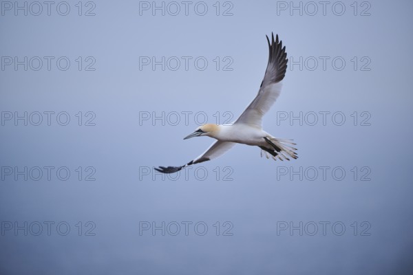 Northern gannet (Morus bassanus) flying over the sea, wildlife, Heligoland, Germany, Europe