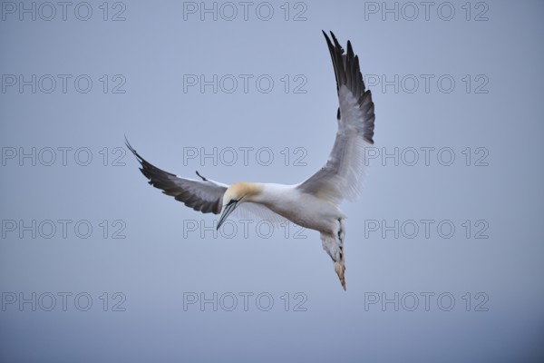 Northern gannet (Morus bassanus) flying over the sea, wildlife, Heligoland, Germany, Europe
