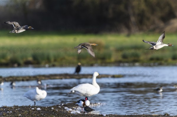 Northern Pintail, Anas acuta, birds in flight over winter marshes
