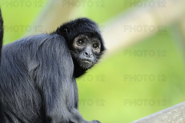A black spider monkey looks curiously into the camera, surrounded by tropical greenery, brown-headed spider monkey (Ateles fusciceps), captive