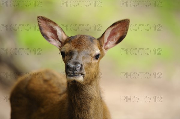Wapiti, Cervus canadensis, calf, captive
