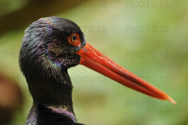 Close-up of a black stork with red beak and colourful feathers in natural surroundings, black stork (Ciconia nigra), Bavaria