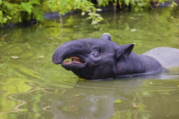 A Malayan tapir (Acrocodia indica) stands in the shallow water of a river