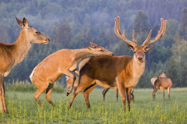 An Altai maral hind, Altai wapiti or Altai elk (Cervus canadensis sibiricus) rides up on a stag and shows dominance behavior