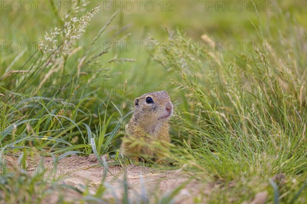 A European ground squirrel (Spermophilus citellus) or European souslik sits in front of its den watching the surrounding area