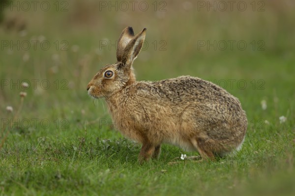 European brown hare (Lepus europaeus) adult animal in grassland in summer, England, United Kingdom, Europe