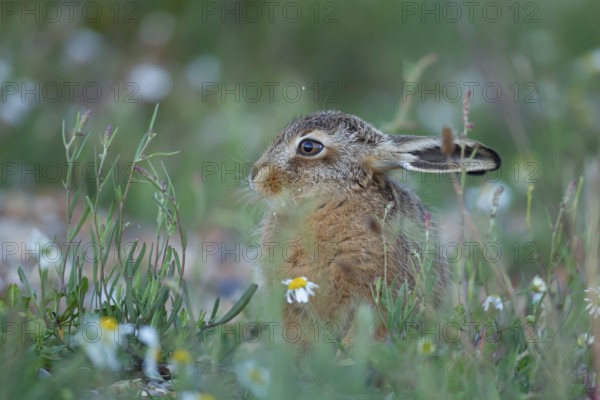 European brown hare (Lepus europaeus) juvenile baby leveret animal resting in grassland amongst wild flowers in the summer, England, United Kingdom, Europe