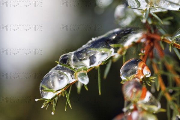 Icicle, frozen branch, ice layer, macro, unusually cold winter 2010, symbolic photo winter weather, sub-zero temperatures, past, meteorology, Höxter, Germany, Europe