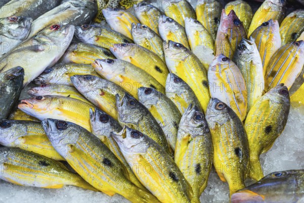Red Sea Fish, Fish Market in Hurghada, Egypt, Africa