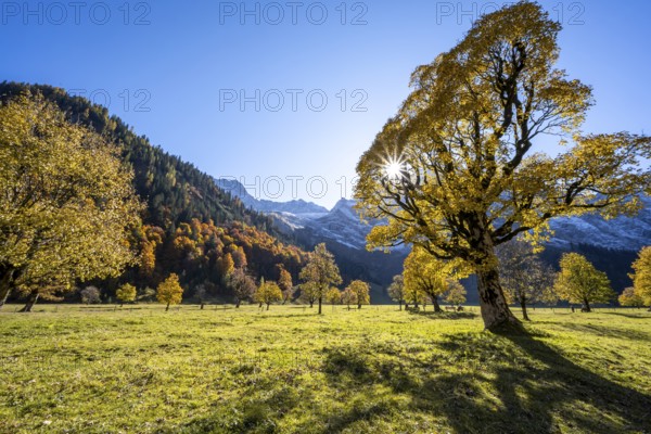 Sycamore maple with autumnal yellow foliage and Solaster endeca, large maple base in autumn, rocky mountain peaks behind, Rißtal in the Eng, Tyrol, Austria, Europe