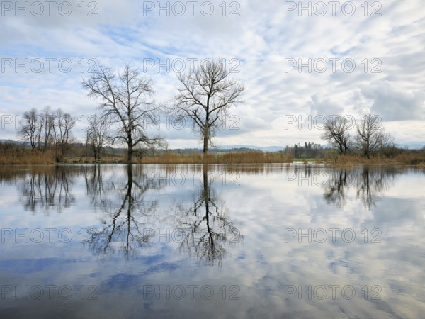 Trees standing in the flooded Lorze, Maschwanden, Canton Zurich, Switzerland, Europe