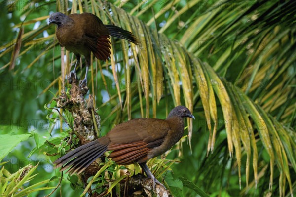 Two Grey-headed Chachalacas (Ortalis cinereiceps) perched on a branch, Costa Rica, Central America