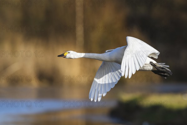 Tundra Swan, Bewick's Swan, Cygnus columbianus in flight at winter in Slimbridge, England, United Kingdom, Europe