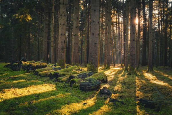 Sunbeams shine through the forest, casting patterns on the mossy earth and creating a peaceful scene, Unterhaugstett, Black Forest, Calw district, Germany, Europe