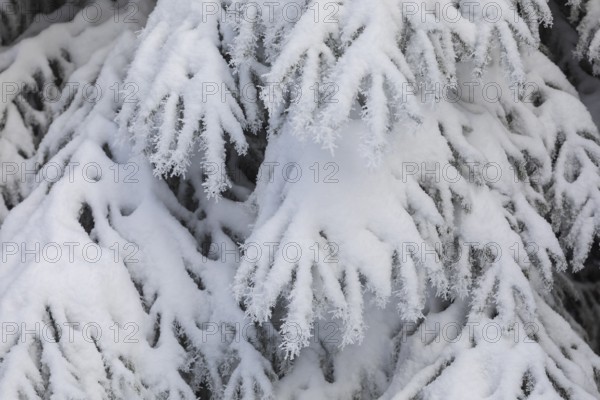 The crystals of hoarfrost look like lace on the snow-covered fir branches, winter landscape on the Auersberg, Eibenstock, Erzgebirge, Saxony, Germany, Europe
