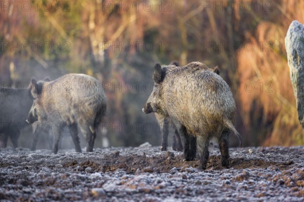 A herd of wild boar or wild pig (Sus scrofa) stands on a frozen field looking for food