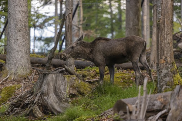 One adult female moose or elk, Alces alces, grazing in a forest between logs