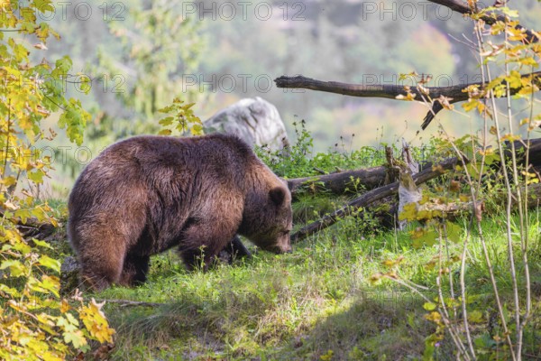 An adult female brown bear (Ursus arctos arctos) stands grazing on a green meadow on top of a hill. A green forest can be seen in the background
