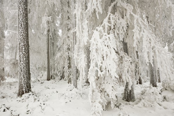 Forest in the snow and hoarfrost, Horben, Beinwil, Freiamt, Canton Aargau, Switzerland, Europe