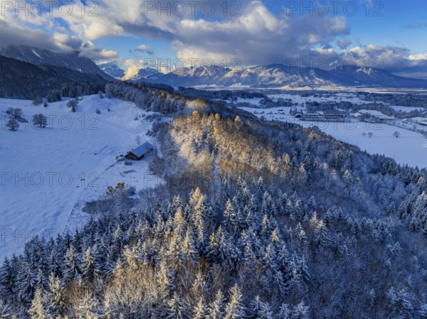 Snow-covered trees in front of mountains, winter landscape, morning light, aerial view, view of Zugspitze and Ammergau Alps, Alpine foothills, Bavaria, Germany, Europe