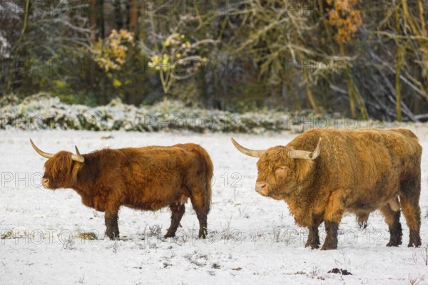 A Highland bull and a cow (Bos primigenius taurus) stand on a snow-covered pasture