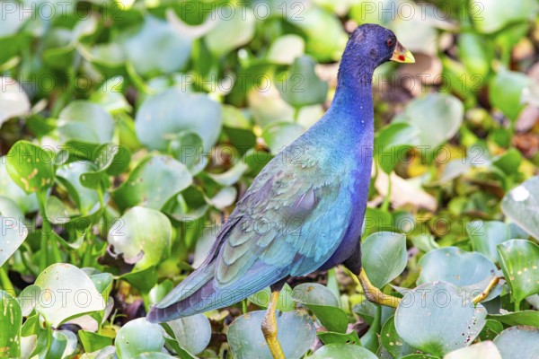 American purple gallinule (Porphyrio martinicus) Pantanal Brazil
