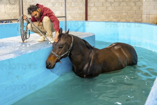Veterinary and horse during a hydrotherapy on a water treadmill during a rehabilitation treatment