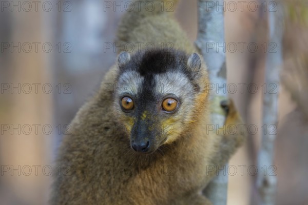Lemur, red-fronted lemur (Eulemur rufifrons) in the dry forests of western Madagascar