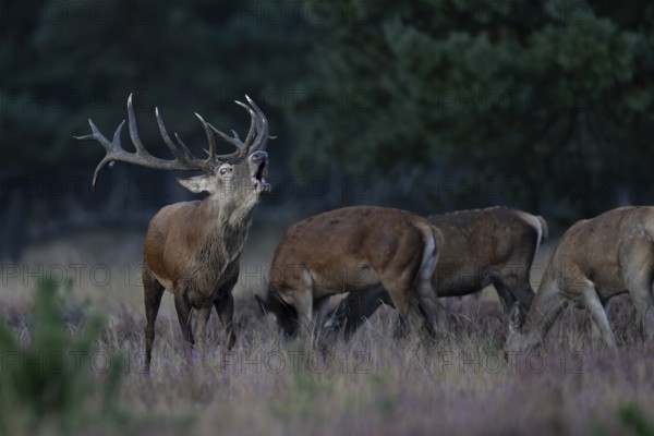 Red deer in rut, Hooge Veluve, Holland