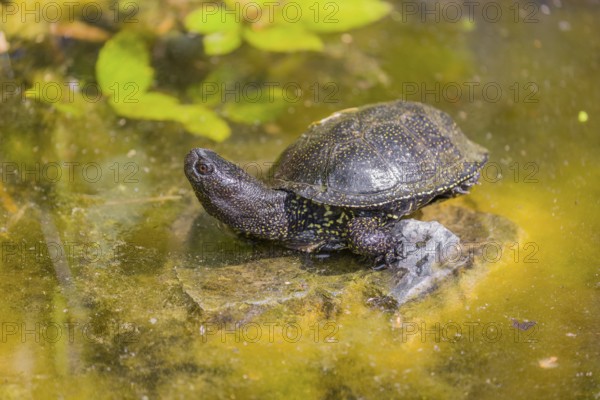 A European pond turtle (Emys orbicularis), rests on a stone lying in a pond