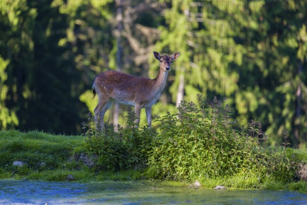 One female fallow deer (Dama dama) stands between a small pond and a forest in the background