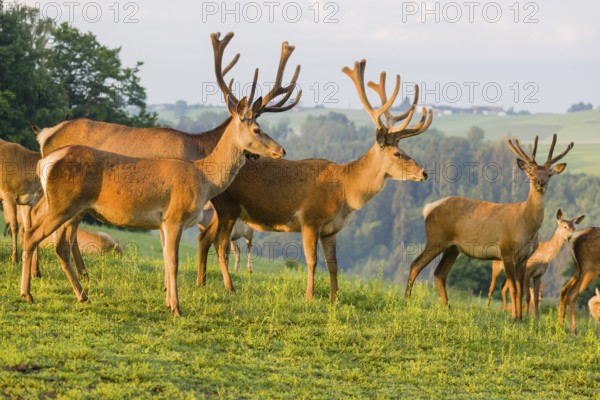 Three Altai maral stags, Altai wapiti or Altai elk (Cervus canadensis sibiricus) and some hinds stand in a meadow in the very first light of the day