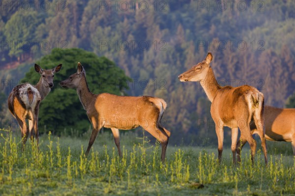 Four Altai maral hinds, Altai wapiti or Altai elk (Cervus canadensis sibiricus) stand in a meadow in the very first light of the day
