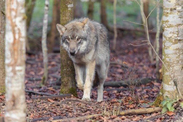 A young grey wolf (Canis lupus lupus) stands in the forest on an overcast day