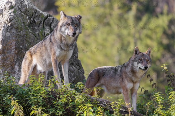 Two adult grey wolves (Canis lupus lupus) stand on a lying tree trunk in front of a rock on the top of a small hill